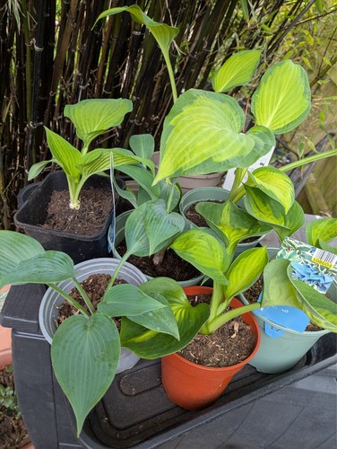 Hosta funky mix lucky - dip, in