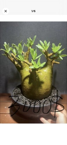 Rare pachypodium gracilius - rare,