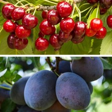 Dwarf Plum And Cherry Tree
