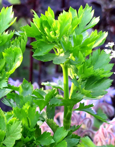 30cm bio home grown celery - home,
