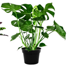 Monstera swiss cheese - swiss,