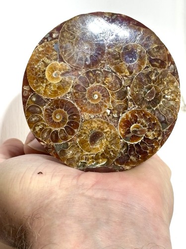 Beautiful ammonite 416 million - beautiful,