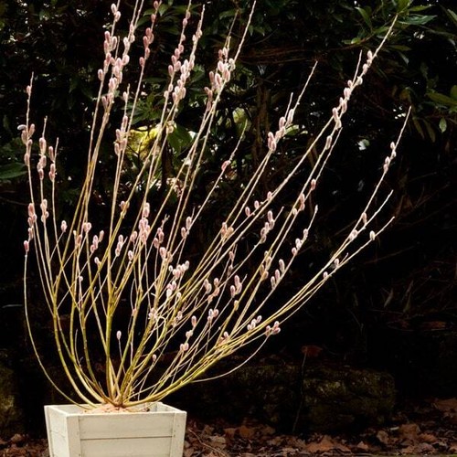 Salix gracilistyla mount aso - gracilistyla,