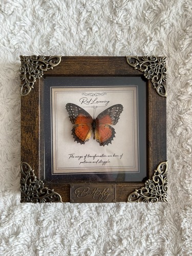 Handmade taxidermy butterfly - handmade,