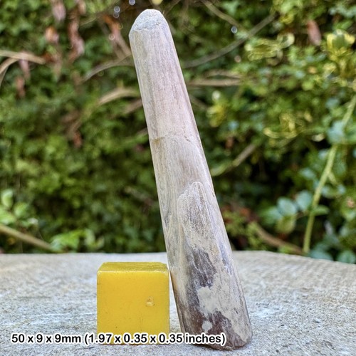 Fossil belemnite actinocamax - fossil, (actinocamax