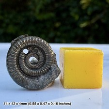 Promicroceras Golden Pyrite Ammonite Fossil Jurassic Coast Lyme Regis Dorset UK