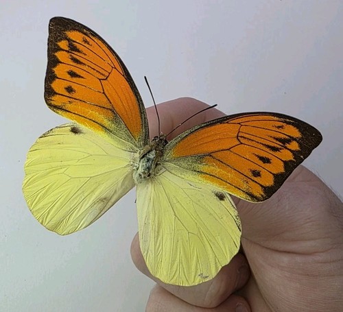Hebomoia glaucippe set - glaucippe, a2