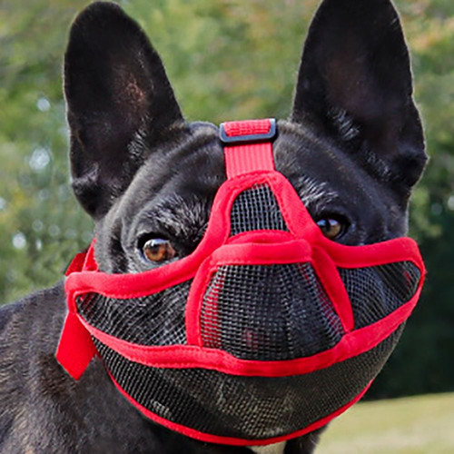 Adjustable french bulldog - french,