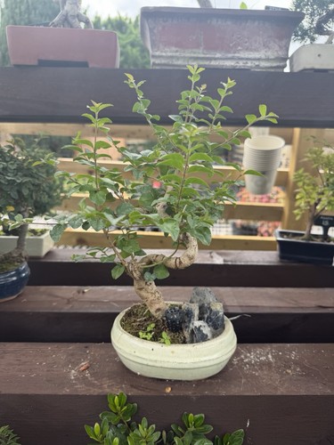 Privit bonsai - privit,