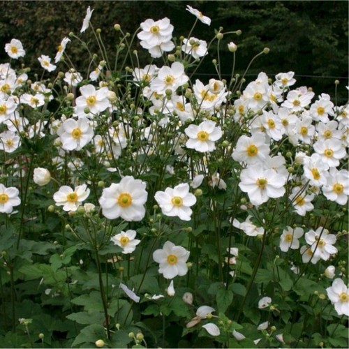 Anemone plant whirlwind - x,