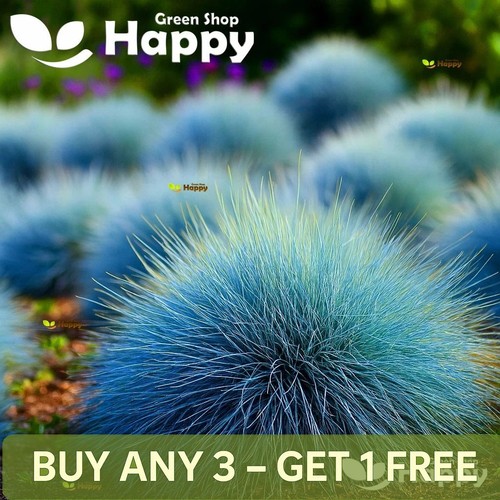 Blue fescue festuca glauca - festuca,