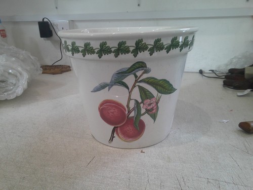 Portmeirion pomona plant - plant, pot