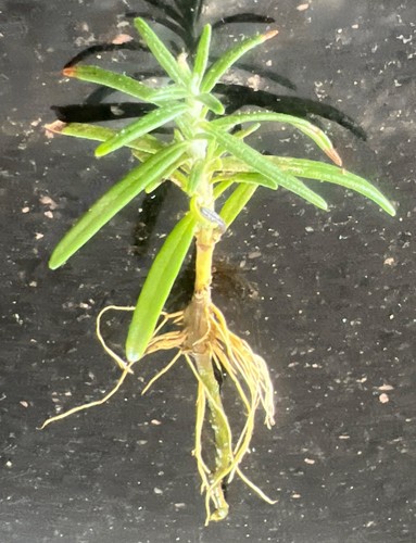 Rooted rosemary officinalis - rooted, 'officinalis'