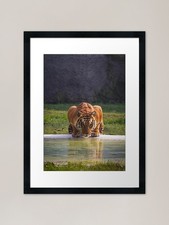 Big tiger cat - tiger, drinking