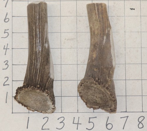 Elk antler crowns - 2, bowie