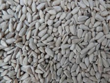 Sunflower Hearts Premium BAKERY GRADE wild bird feed 12.5kg -Next Day DELIVERY -