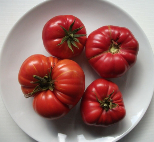 Costoluto fiorentino italian - fiorentino,