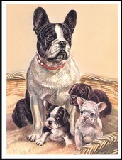 FRENCH BULLDOG MOTHER AND PUPS