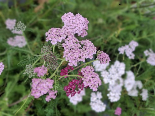 Mixed yarrow achillea - mixed, yarrow/achillea