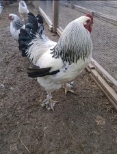 6 Giant Colombian Light Brahma