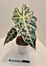 Alocasia Pink Polly Variegated