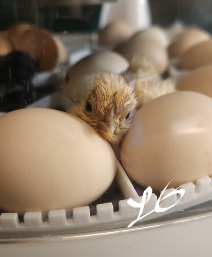 Purebred silkie mix - purebred,