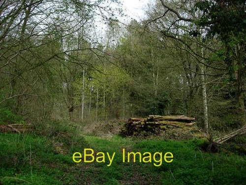 Photo 6x4 breeches wood - wood,