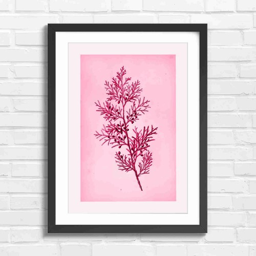 Botanical cypress branch with - cypress,