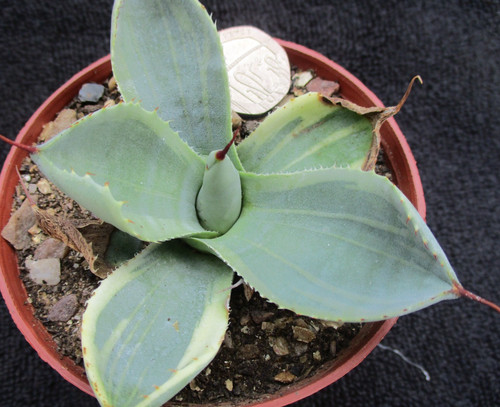 Agave flexispina baby - flexispina,
