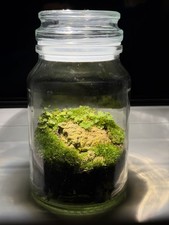 Moss Terrarium In Glass Jar -
