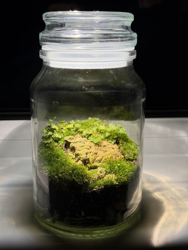 Moss terrarium glass jar - terrarium,