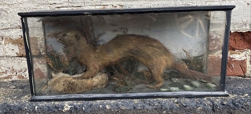 Antique vintage taxidermy - antique/vintage,