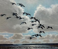 Peter Scott - Canada Geese -