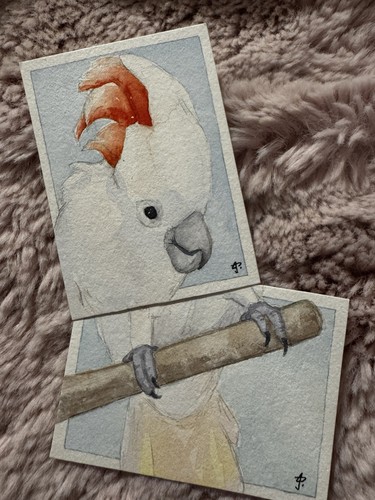Cockatoo diptych study - ., hand