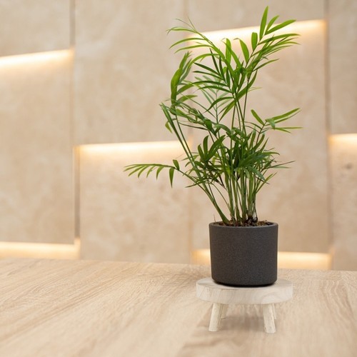 Wood plant stand - shelf, natural