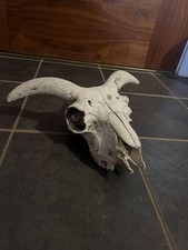 Beautiful Sheep Skull with horns taxidermy art craft