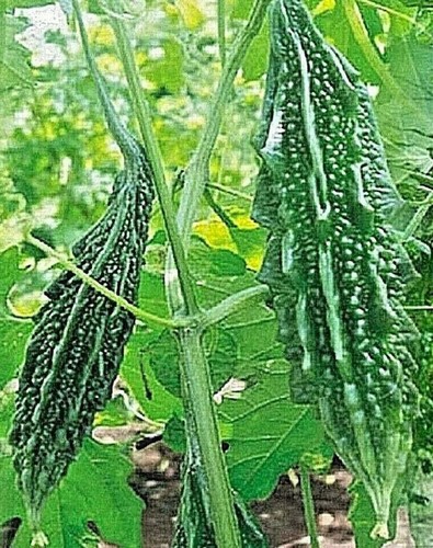 Fresh bitter gourd - 5, (karela)