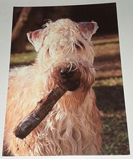 Irish Soft Coated Wheaten