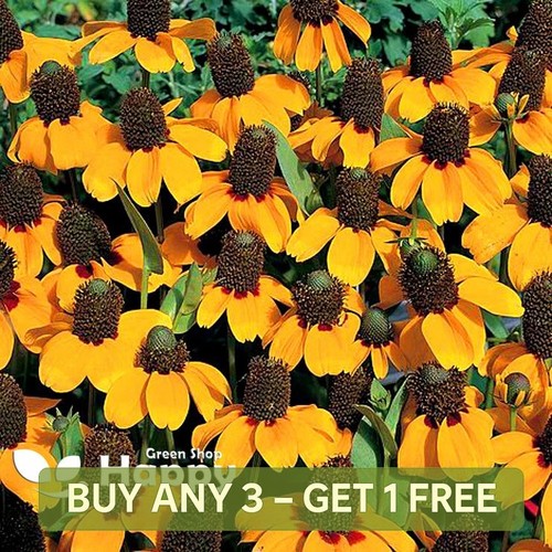 Clasping coneflower 1000 - coneflower,