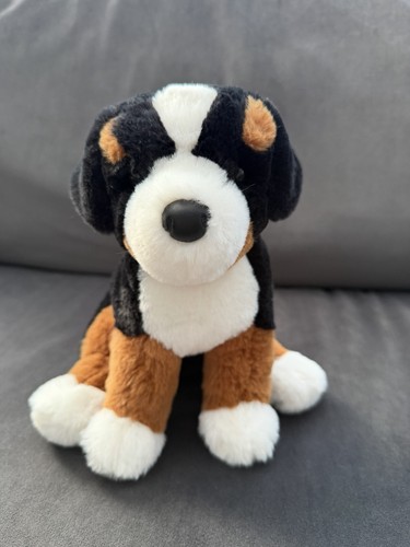 Bowie bernese mountain - bernese, dog