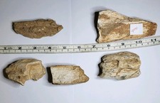 5 Real Dinosaur Fossils Bundle From Kem Kem. Spinosaurus African T-Rex Ref1017