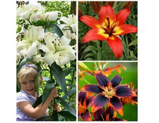 3  LILIUM BULBS SET HYBRID COLLECTION TUBERS PERENNIAL GARDEN SUMMER FLOWERING