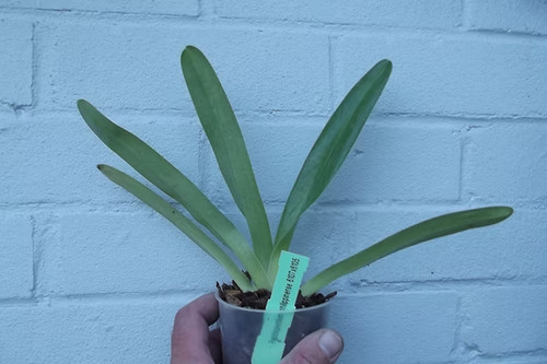 Rare paphiopedilum - rare,