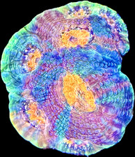Live coral pineapple acan - coral,