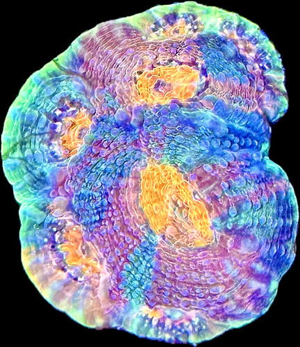 Live saltwater lps coral - lps,