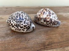 Two Extra Large Tiger Cowrie