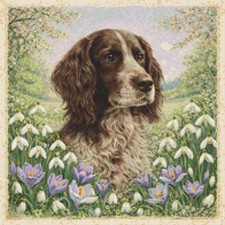 German Longhaired Pointer