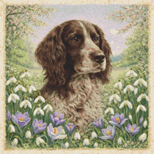 German longhaired pointer - german,