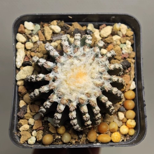 5cm succulent cactus - 5cm,