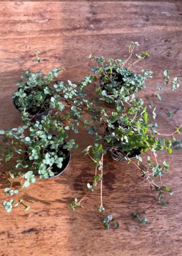 Pilea glaucophylla greyzy - glaucophylla,